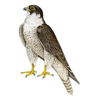 Falcon Png PNG Image