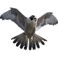 Falcon Png Clipart PNG Image