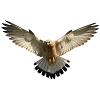 Falcon Picture PNG Image