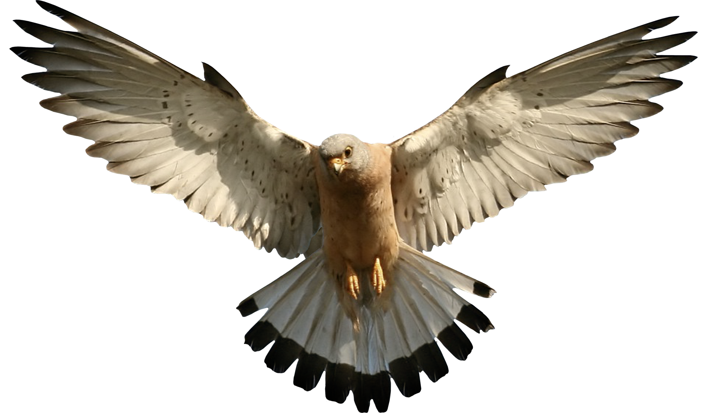 Falcon Picture PNG Image