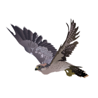 Falcon Png Picture PNG Image
