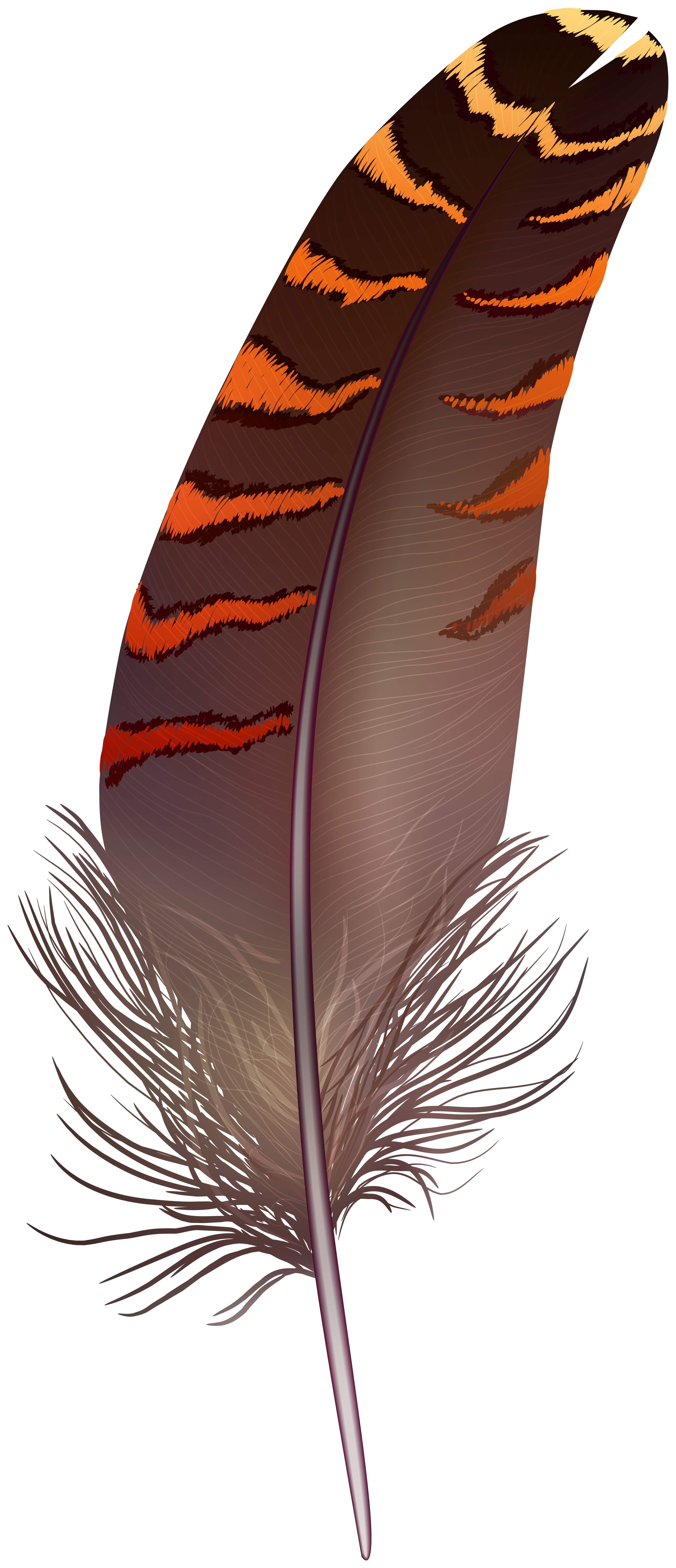 Feather Transparent PNG Image