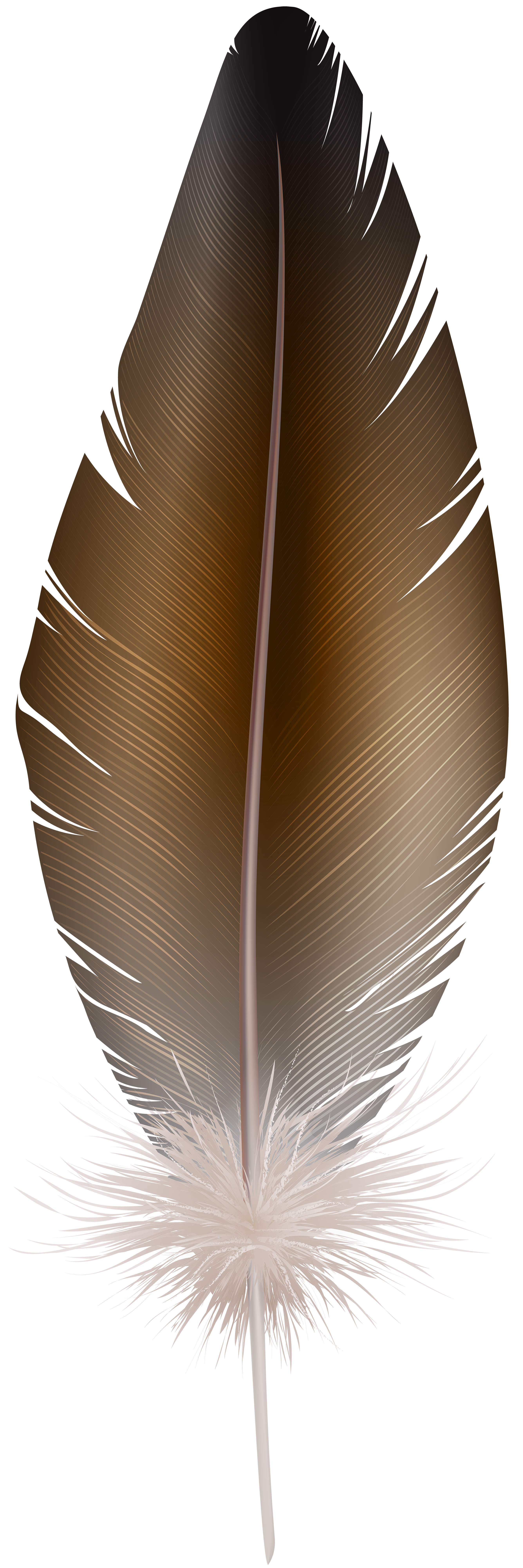Brown feather Transparent PNG Image