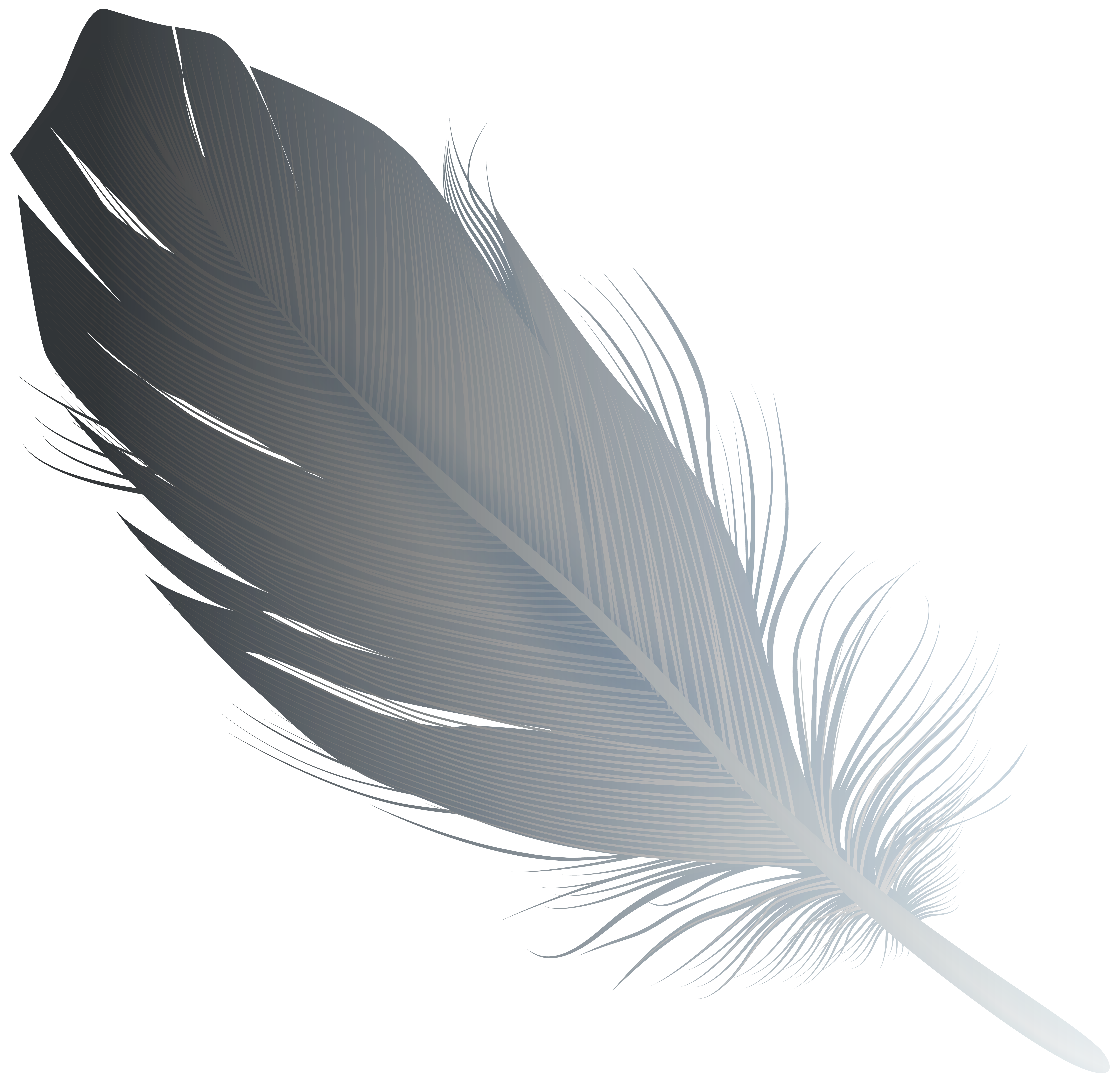 Feather gray Transparent PNG Image