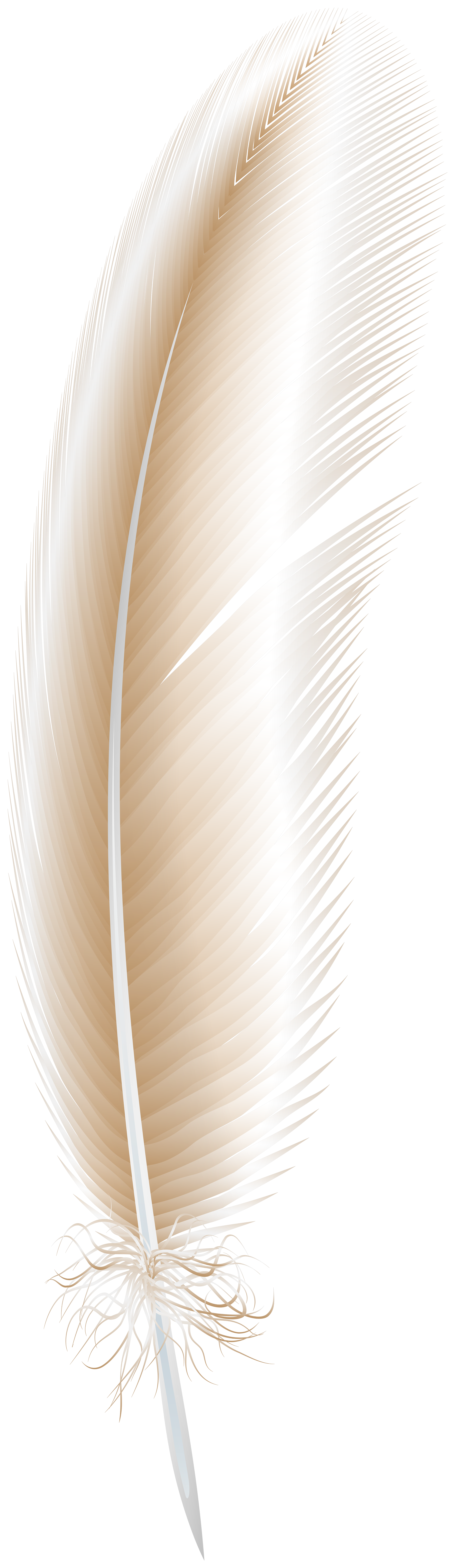 Feather Transparent PNG Image