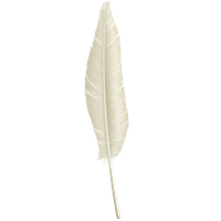 Feather PNG