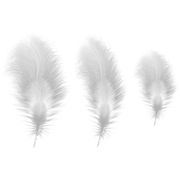 Feathers PNG