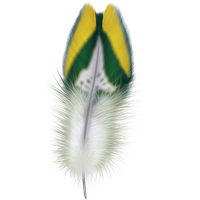 Feather PNG