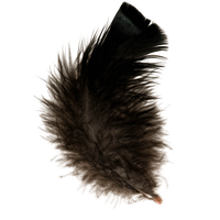 Feather PNG