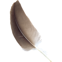 Feather PNG