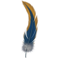 Feather PNG