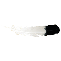 Feather PNG
