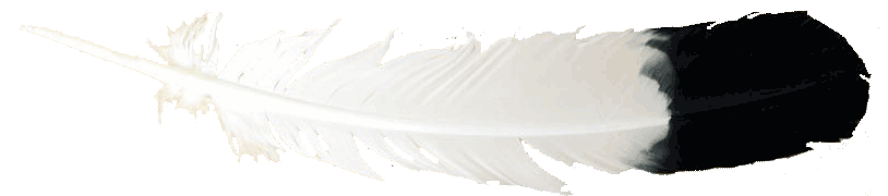 Feather Transparent PNG Image