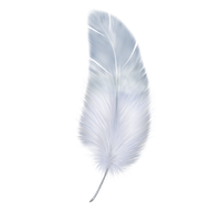 Feather PNG