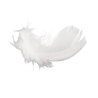 Feather PNG