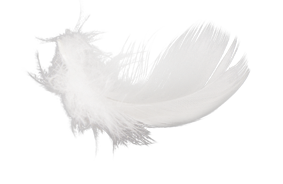 Feather Transparent PNG Image