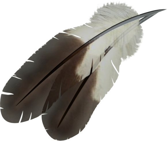 Feather Transparent PNG Image