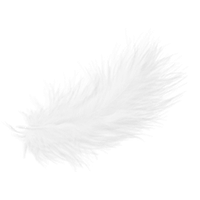 Feather PNG