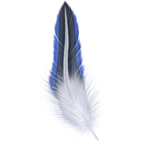 Feather PNG