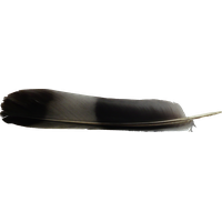 Feather PNG