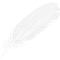 Feather Transparent PNG Image