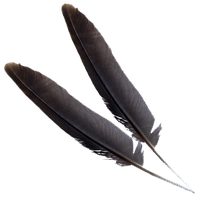 Feather PNG