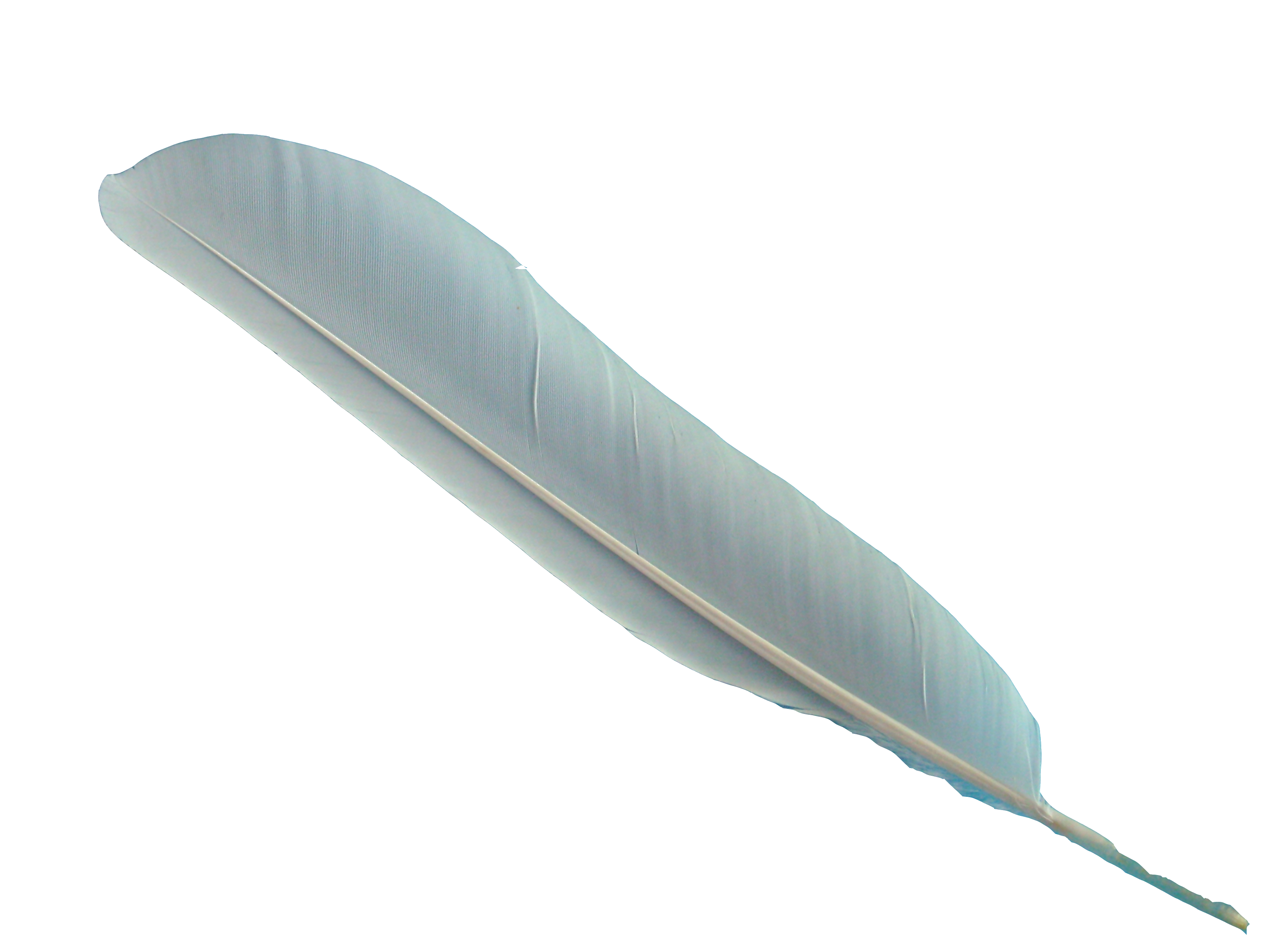 Feather Transparent PNG Image