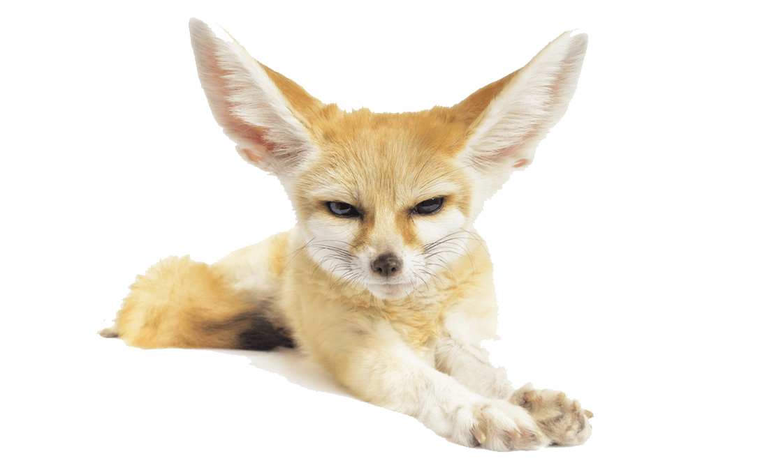 Fennec Fox Transparent HQ PNG Download | FreePNGImg