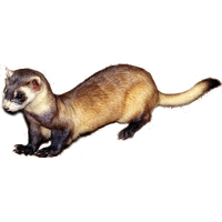 Ferret PNG
