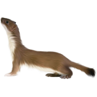 Ferret PNG