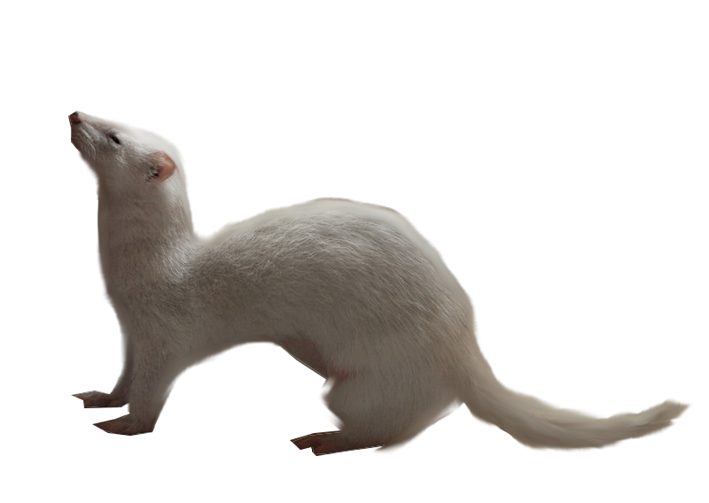 Ferret Transparent PNG Image