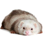 Ferret PNG