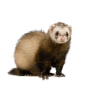 Ferret PNG