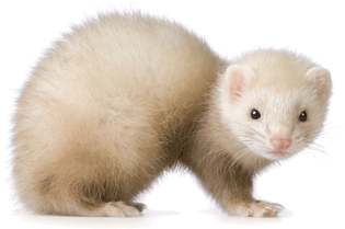 Ferret Transparent PNG Image