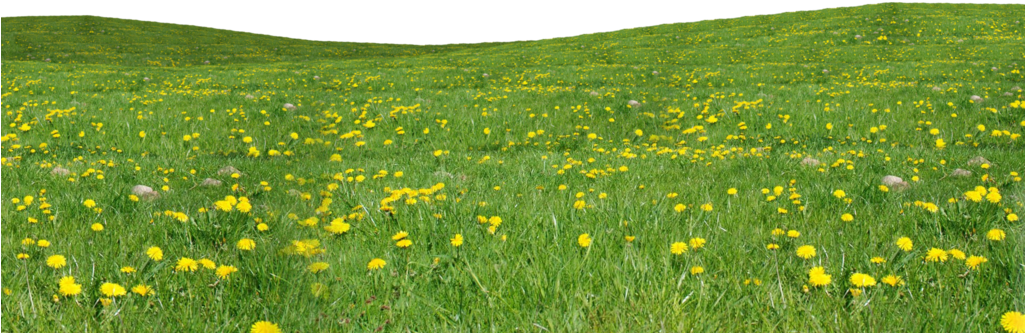 Field Grass Agriculture Free Clipart HD PNG Image