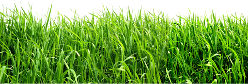 Field Green Download HD PNG Image