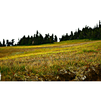 Field Grass Landscape Free Clipart HD