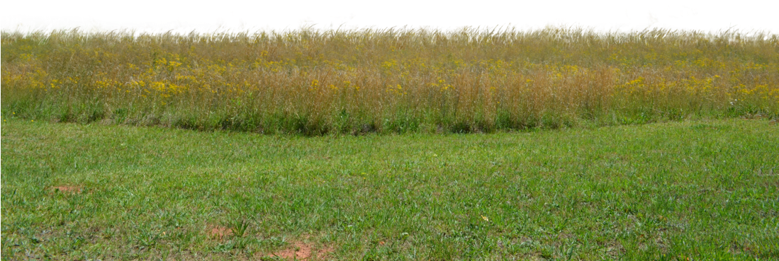 Field Grass Landscape Download Free Image PNG Image