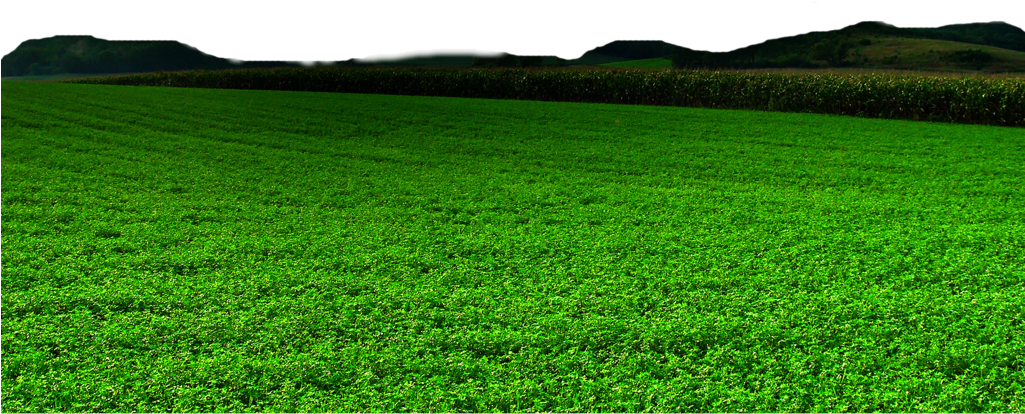 Field Grass Landscape Free Transparent Image HD PNG Image