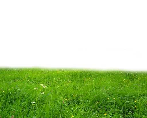 Summer Green Field PNG Free Photo PNG Image