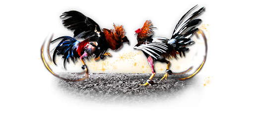 Hen Fight Free HD Image PNG Image