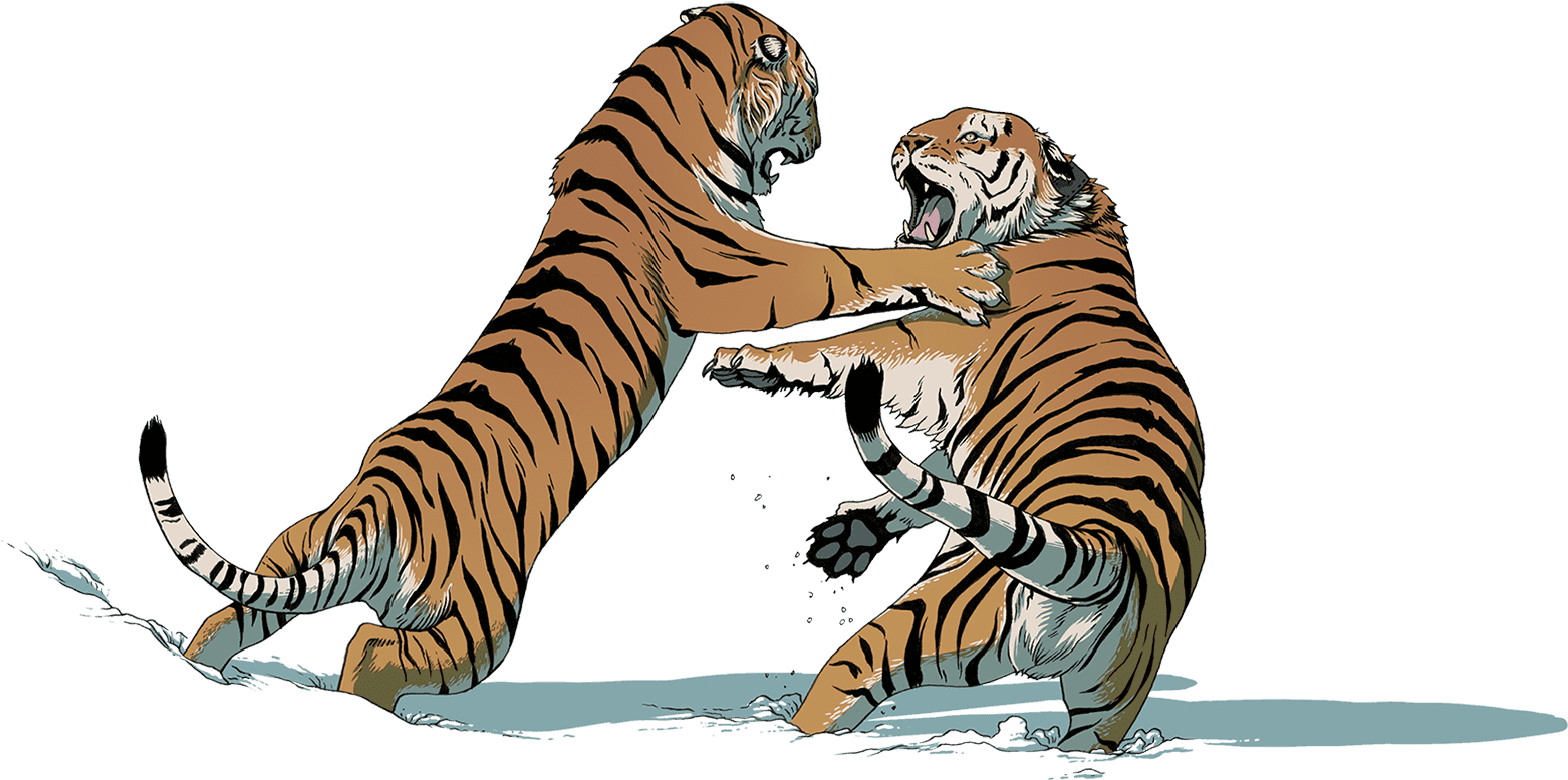 Tiger Fight Free Clipart HQ PNG Image