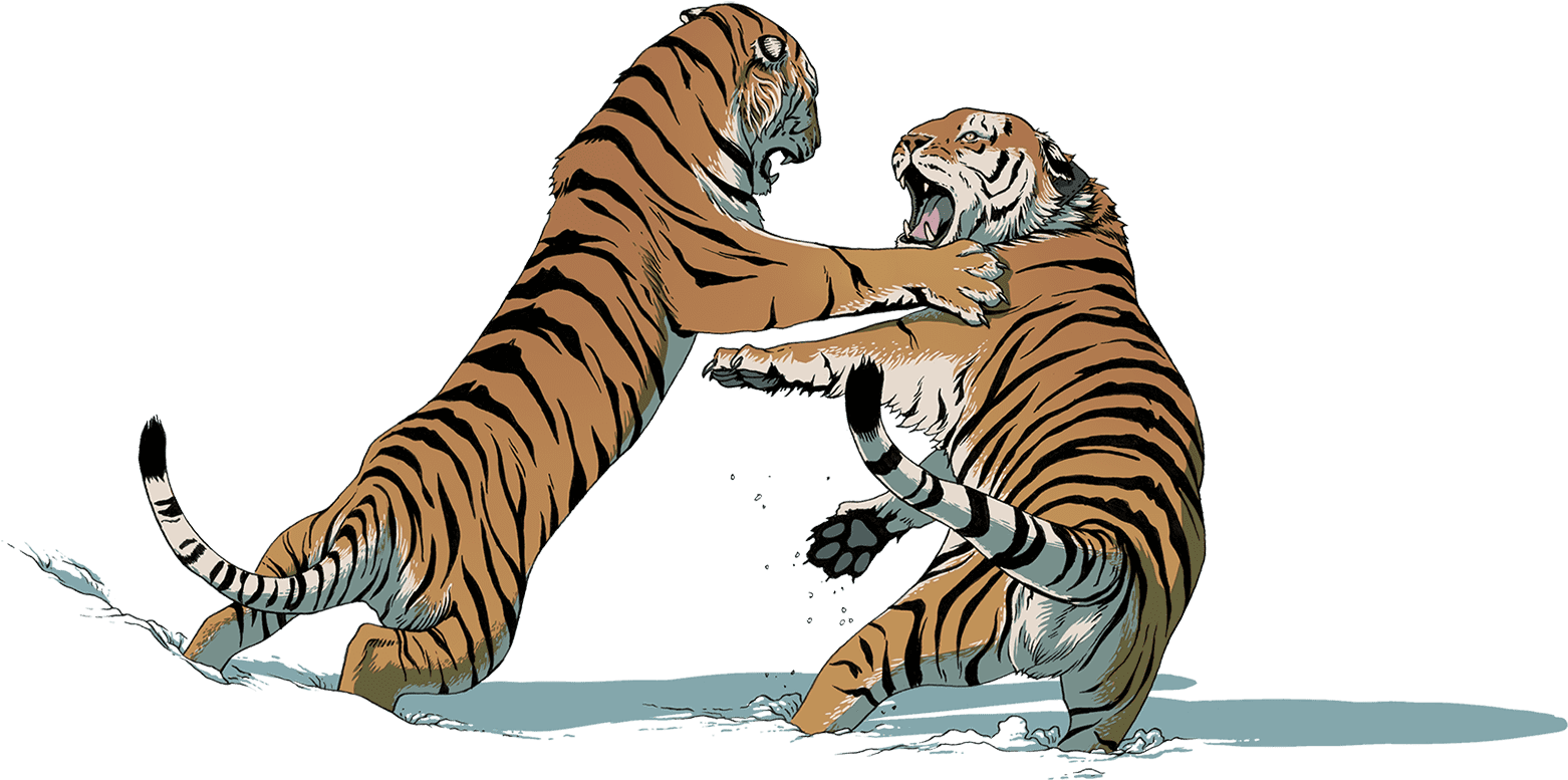 Tiger Fight Free Clipart HQ Transparent PNG Image