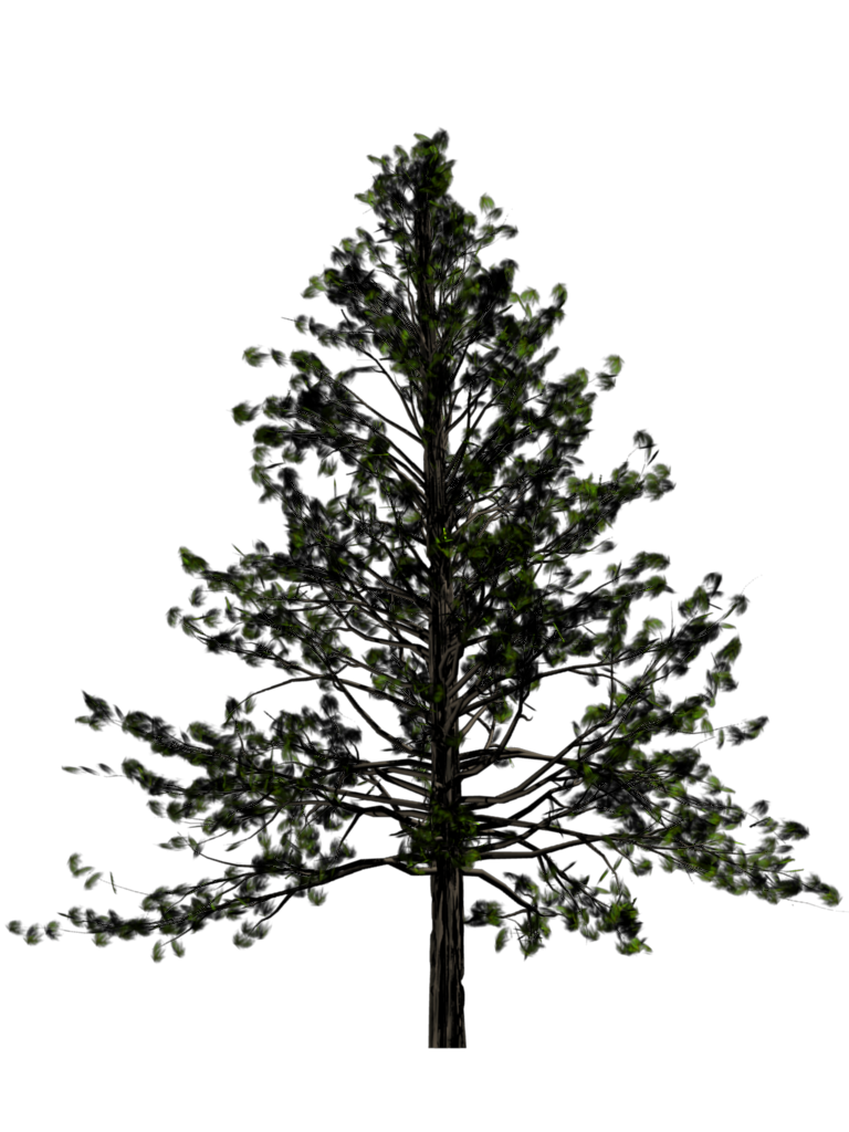 Fir-Tree Free Download Png Transparent PNG Image