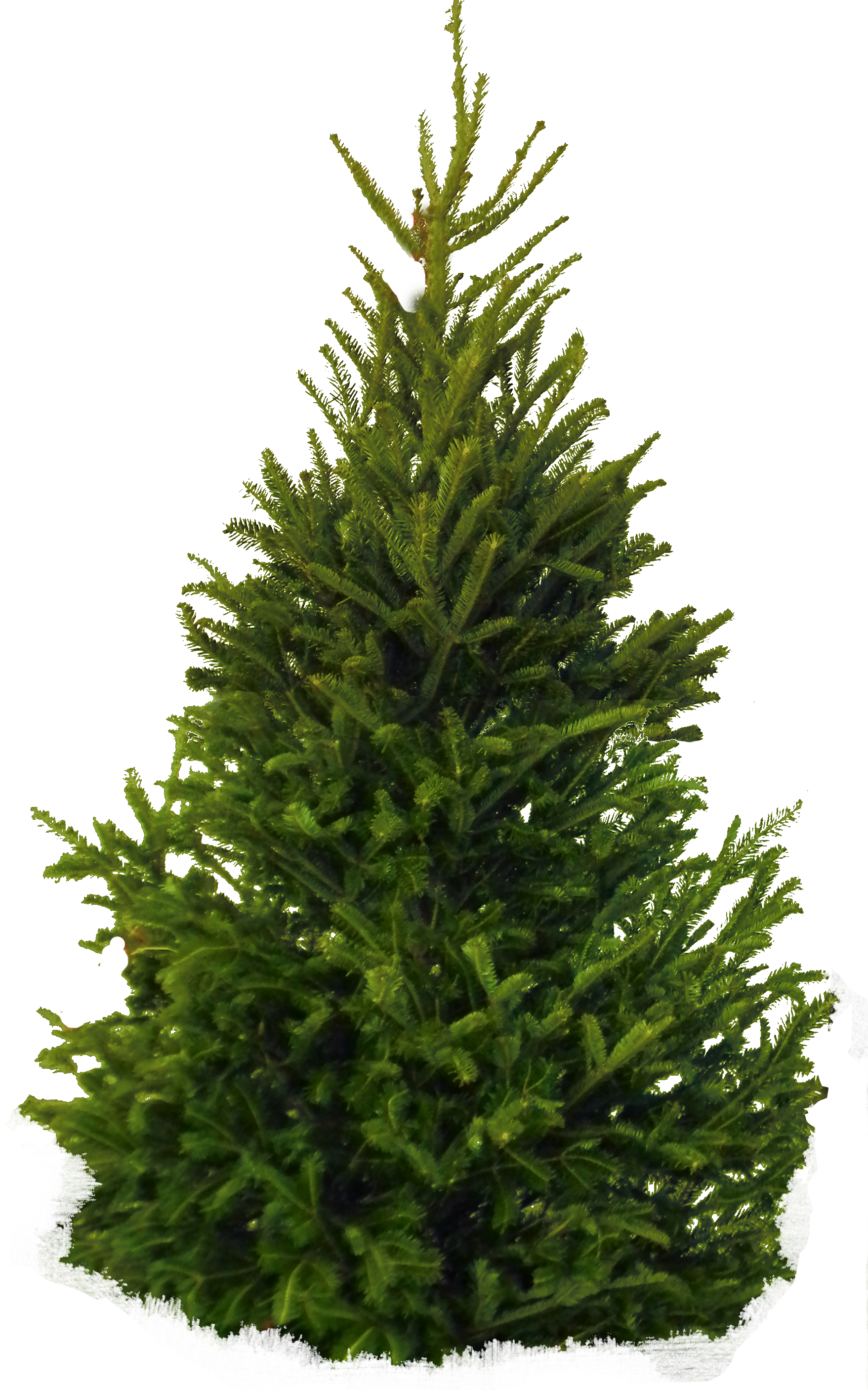 Fir-Tree Png Clipart PNG Image