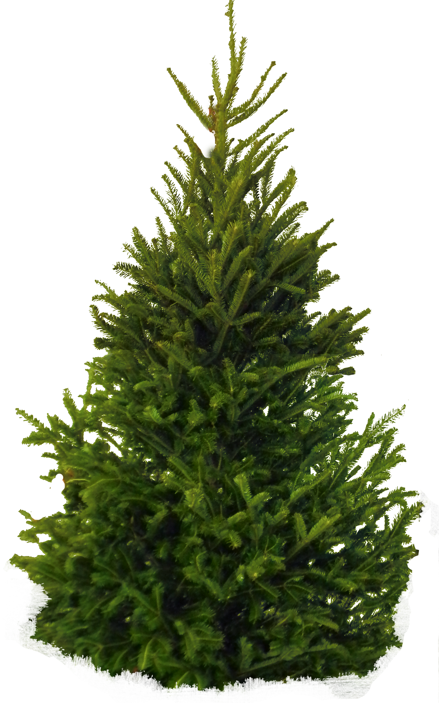 Trees Evergreen Conifer Frame Png Picpng vrogue.co