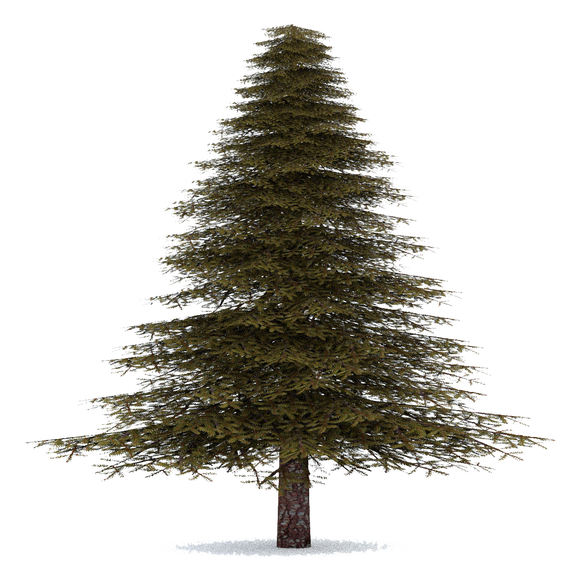 Fir Tree PNG Image With Transparent Background