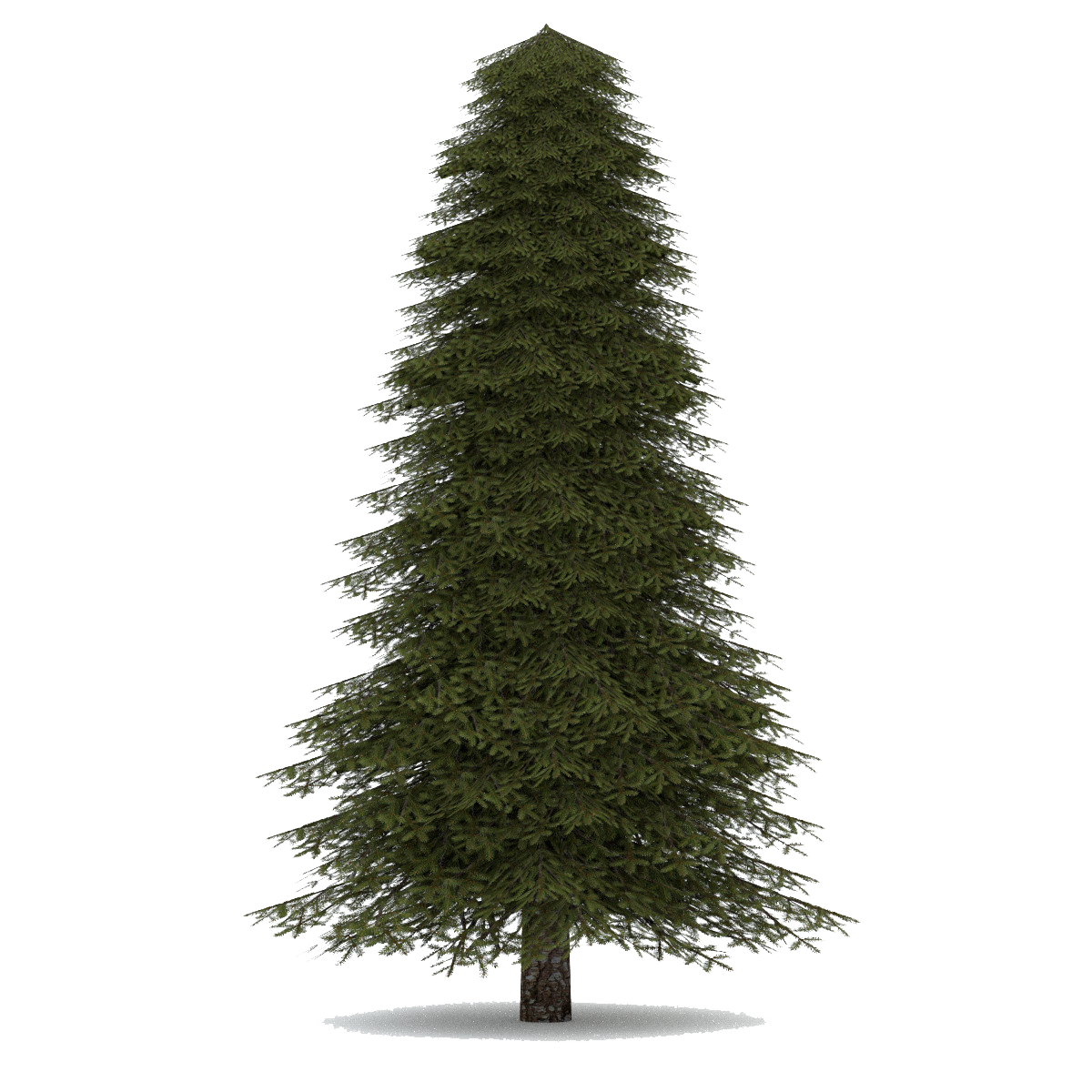 Елка Annapolis fir Tree. Ель высокая. Ель на белом фоне. Елка на прозрачном фоне. Tree елка