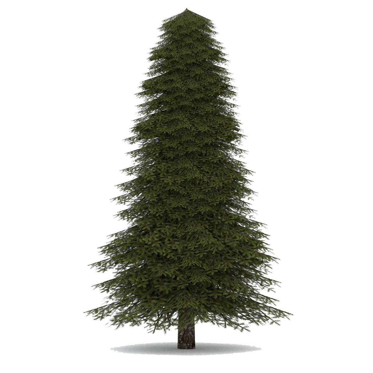 Елка Annapolis fir Tree. Ель высокая. Ель на белом фоне. Елка на прозрачном фоне.