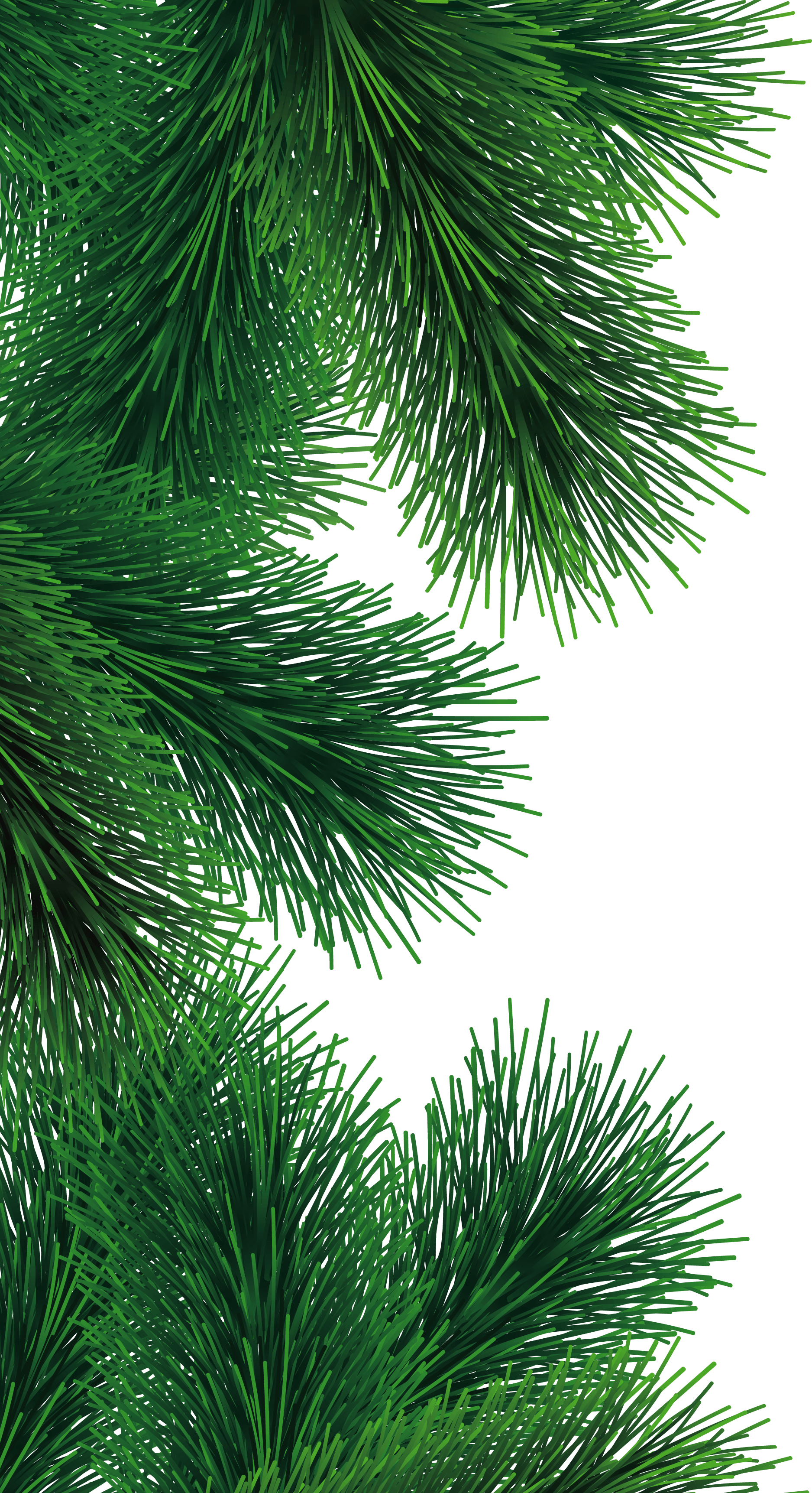 Fir-Tree Branch Png Image PNG Image